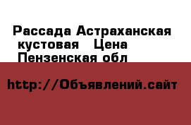 Рассада Астраханская кустовая › Цена ­ 100 - Пензенская обл.  »    
